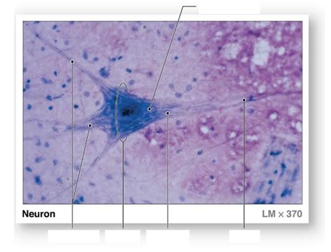 Neuron cell Diagram | Quizlet