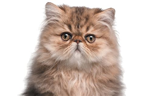 The Persian Cat — Get to Know the Princess of the Cat World