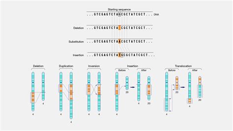 Mutation