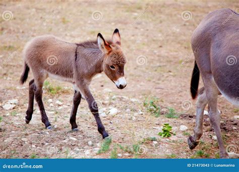 Baby Donkey Mule With Mother Stock Image - Image: 21473043