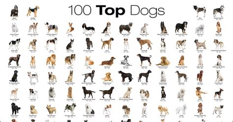 All Dog Breeds With Names And Pictures