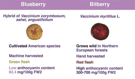 Bilberry vs. blueberry - what are the key differences? – Purple Superfoods