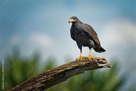 Common Black Hawk - Buteogallus anthracinus a bird of prey in the ...