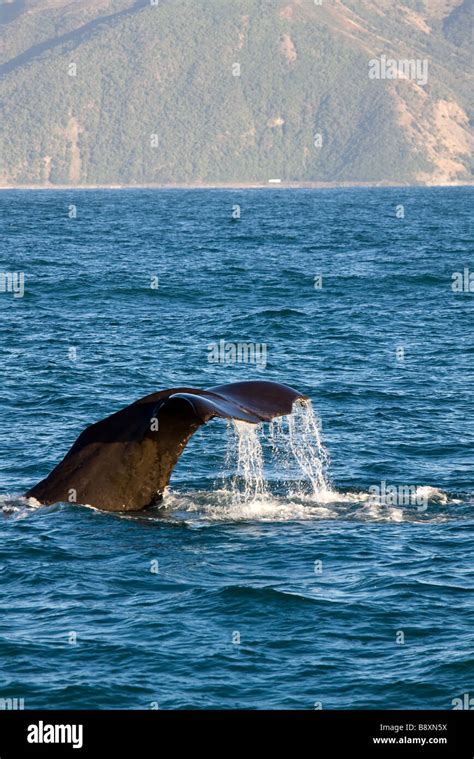 Sperm Whale Diving Stock Photo - Alamy