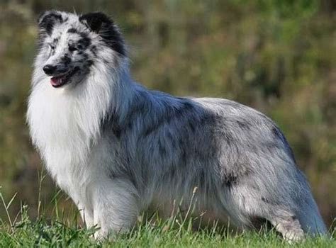 The 5 Sheltie Coat Colors - Sable, Tri Color, Blue Merle, Bi Blue & Bi ...