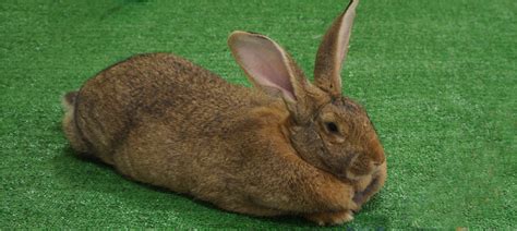 Flemish Giant Rabbit Breeds