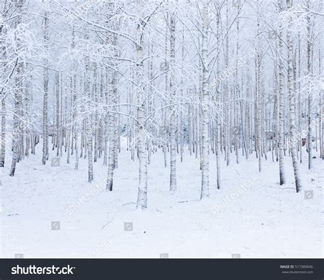 91,608 Birch Forest Snow Images, Stock Photos, 3D objects, & Vectors ...