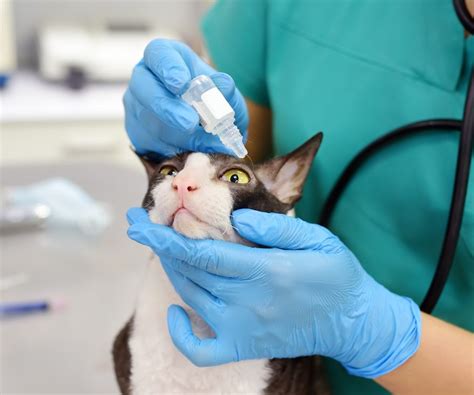 Conjunctivitis in Cats: Symptoms, Causes, Treatment and Home Remedies