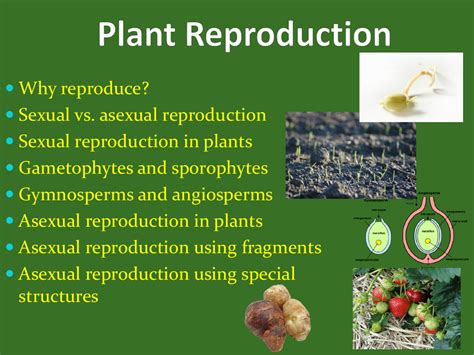 Plant Reproduction - Student Presentation | Science 7th Grade