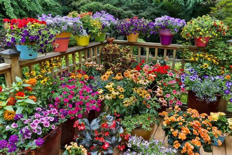 Dreaming of Gardening – Container Gardening Ideas — Harvest