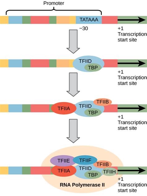 Eukaryotic Transcription | Biology I