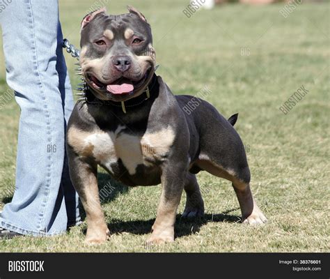 Small Pocket Pitbull Image & Photo (Free Trial) | Bigstock