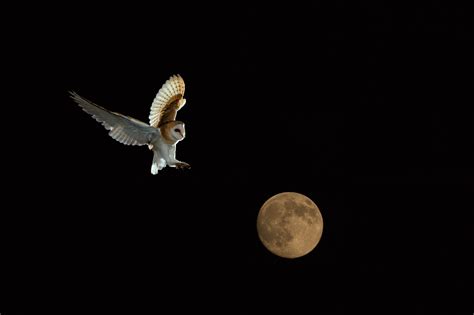 White Owl Flying At Night