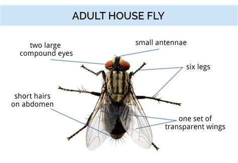 Fly Identification - Types of Flies - House Fly Anatomy & Life Cycle ...