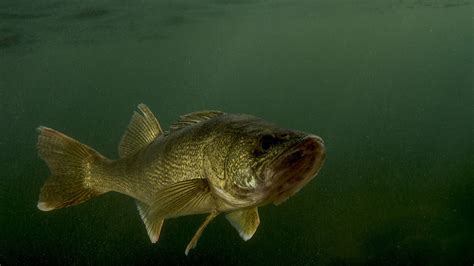 Walleye Fish Guide: Biology, Habitat - FishOnTips