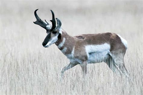 Pronghorn permit hunt creates lifetime memories - ExpressNews.com