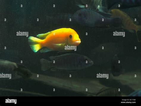 Lake Malawi Cichlids Fish Stock Photo - Alamy