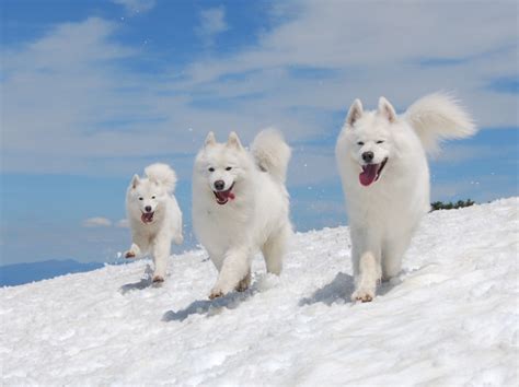 Temperament - Samoyed Club of America