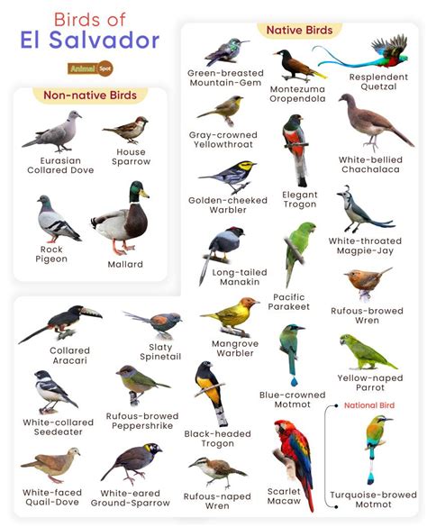 List of Birds Found in El Salvador with Pictures