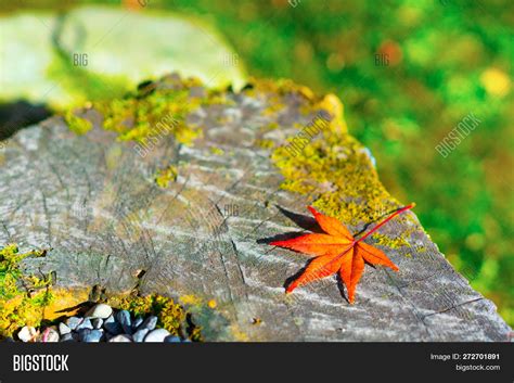 Autumn Leaves Japan. Image & Photo (Free Trial) | Bigstock