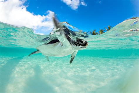 Baby Sea Turtle Wallpaper - WallpaperSafari