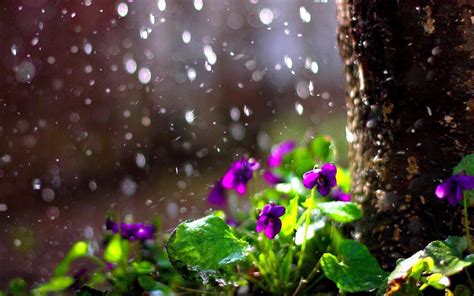 Spring Rain Wallpapers - Top Free Spring Rain Backgrounds - WallpaperAccess