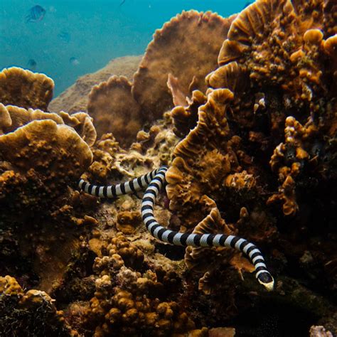 There are dozens of sea snake species in the Indian and Pacific oceans ...