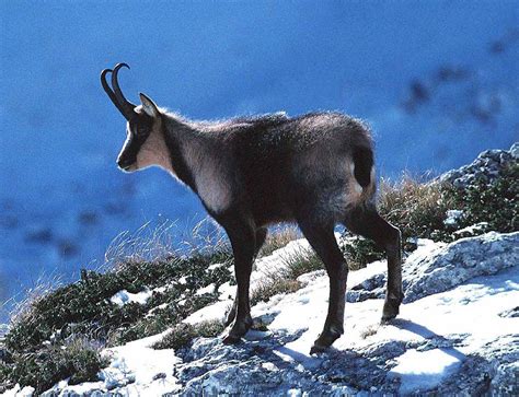 Chamois | Information and Photos | The Wildlife