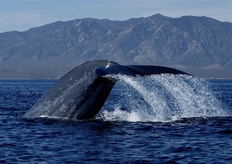 Mapping Blue Whale Migration | National Geographic Society