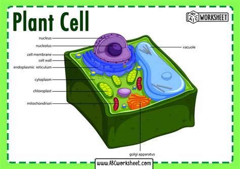 Eukaryotic Plant Cell Diagram Labeled