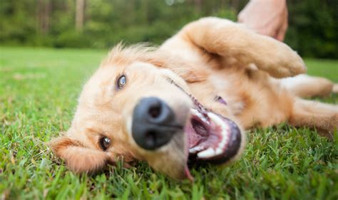 Golden Retriever Playing - Waggy Walkys Pet Care | Northern Virginia ...