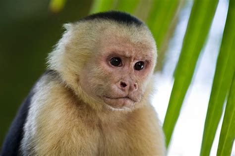 Caring for Primates: What are the Most Common Types of Pet Monkeys ...