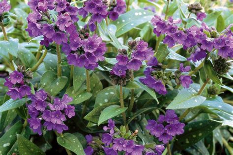 17 Deer-Resistant Shade Plants That Will Brighten Up Your Garden