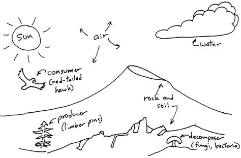 ecosystem diagram | Ecosystems, Teachers, Science diagrams