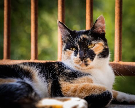 Calico Cat Names: 108 Names For Stunning Tri-Colored Felines