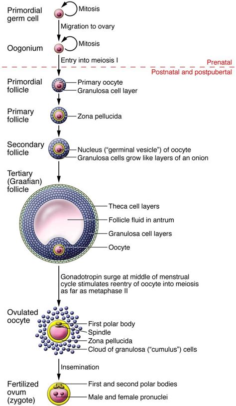 Primary Oocyte - Norah-has-Hatfield