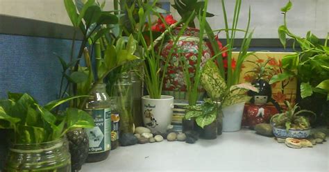 Garden Chronicles: Indoor Plants - Office Cubicle