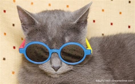 Summer funny cat with sunglasses - Dreamstime