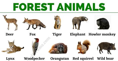 Woodland And Forest Animals Flashcards Primary Resources | lupon.gov.ph