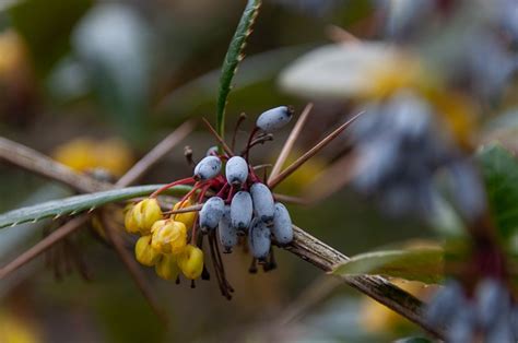 Barberry Shrub Berry - Free photo on Pixabay