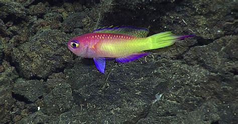 Mariana Trench photos and videos | U.S. Fish & Wildlife Service