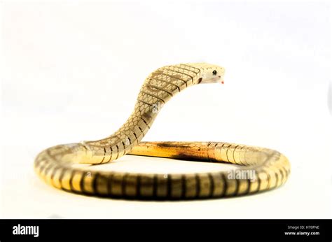 King cobra snake toy made from wooden Stock Photo - Alamy