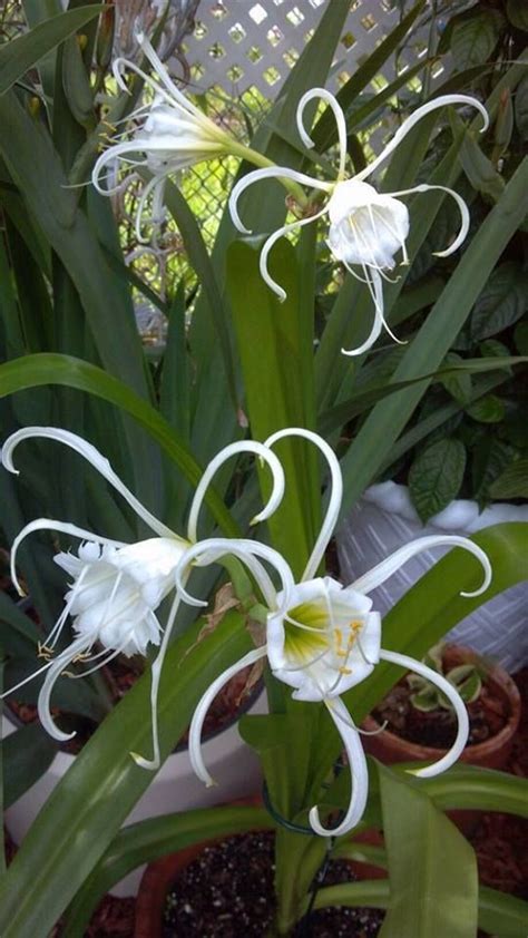 White Orchids | Beautiful orchids, Unusual flowers, Beautiful flowers