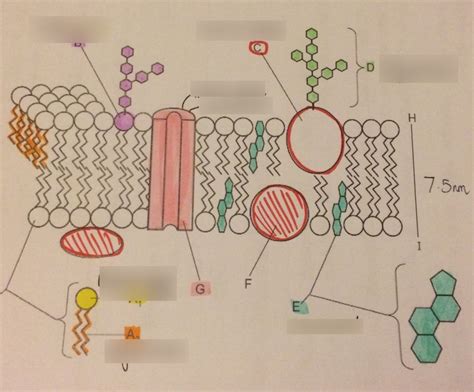 Diagram of Fluid mosaic model of the plasma membrane | Quizlet