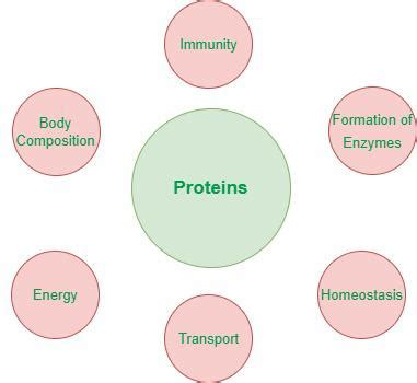 Protein Stability - Definition, Structure, Functions, Examples, & FAQs