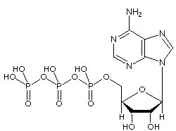 Atp Molecule Makeup | Makeupview.co