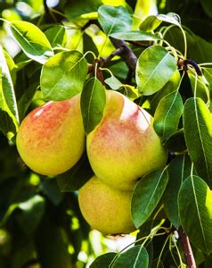 Pineapple Pear Tree For Sale Online | The Tree Center