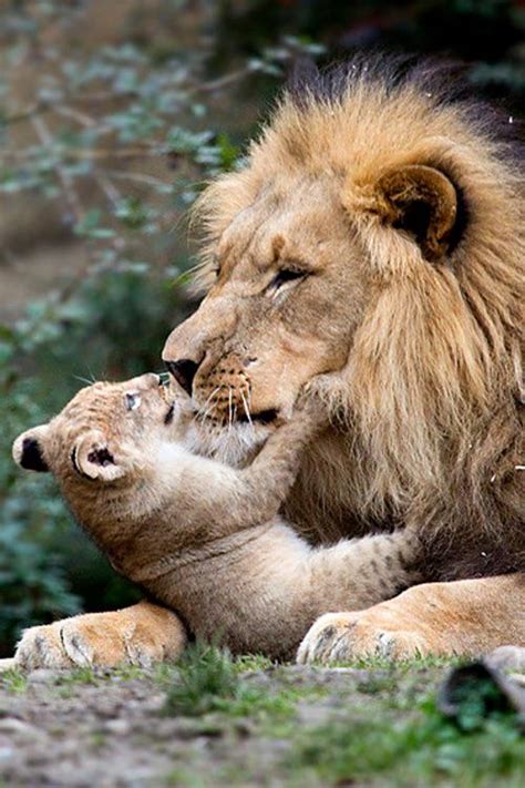 Lion Cub Hugging Daddy : r/hardcoreaww