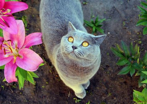 Lilies and Cats: The Lethal Lily - Friendship Hospital for Animals