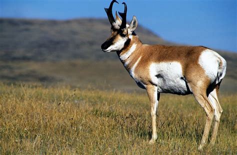 3 Day New Mexico Pronghorn Antelope Hunt on Vermejo Park Ranch